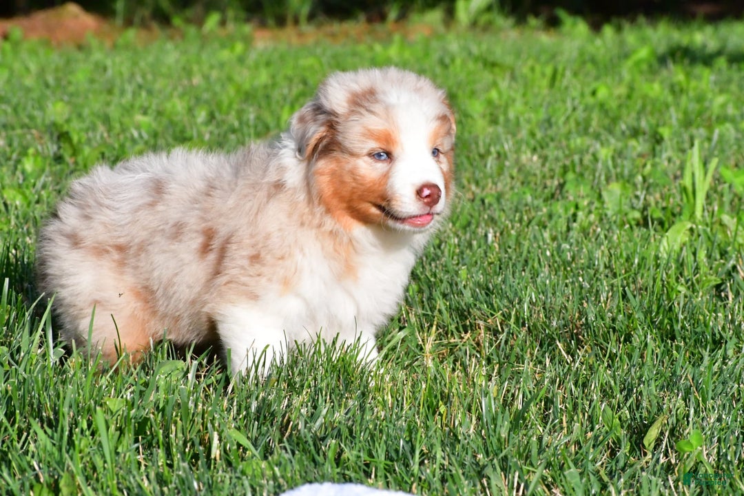 Australian Shepherd dogs for sale: Diesel - Image 1