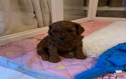 Cavapoo dogs for sale: Debra - Image 3