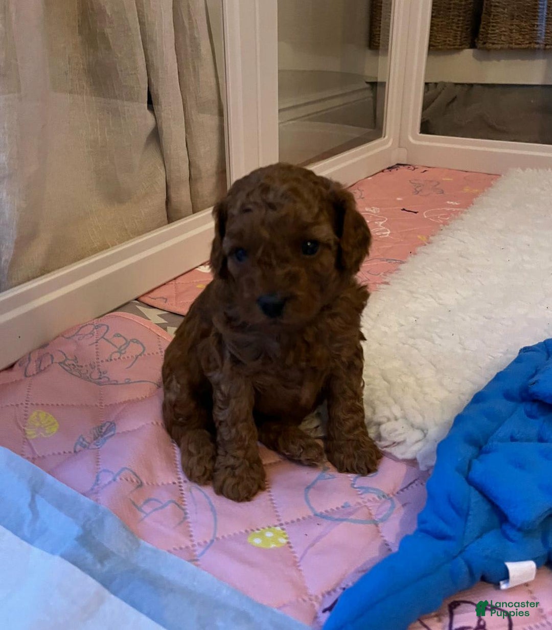 Cavapoo dogs for sale: Debra - Image 3