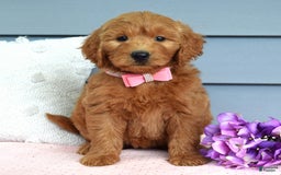 Goldendoodle dogs for sale: Cassie - Image 5