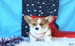 Welsh Corgi Pembroke dogs for sale: Patsy - Image 7