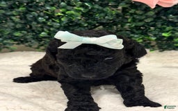 Miniature Poodle dogs for sale: Serenity - Image 5
