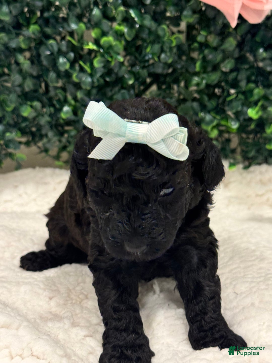 Miniature Poodle dogs for sale: Serenity - Image 5