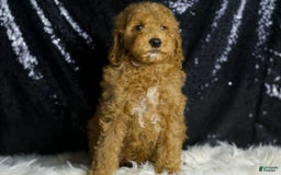Mini Goldendoodle dogs for sale: Chappy - Image 3