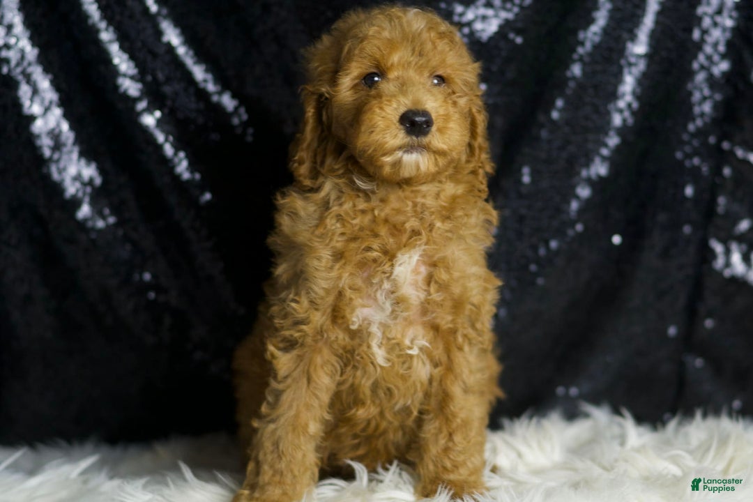 Mini Goldendoodle dogs for sale: Chappy - Image 3