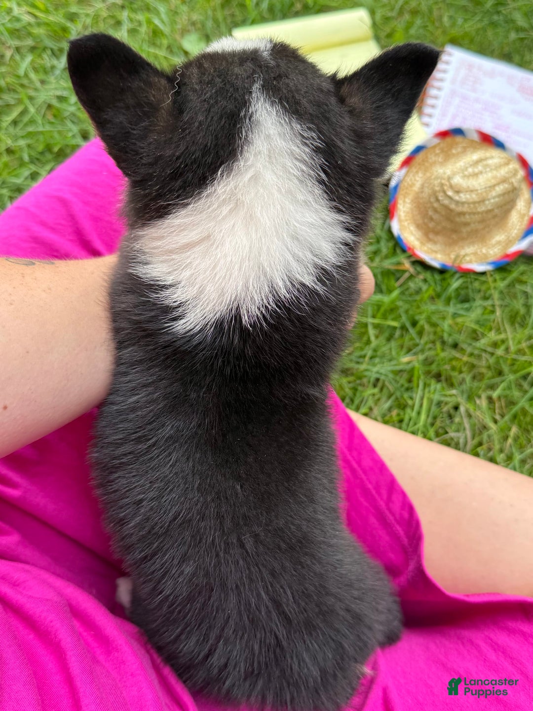 Welsh Corgi Pembroke dogs for sale: Jasper - Image 3