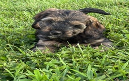 Cockapoo dogs for sale: Bandit - Image 8