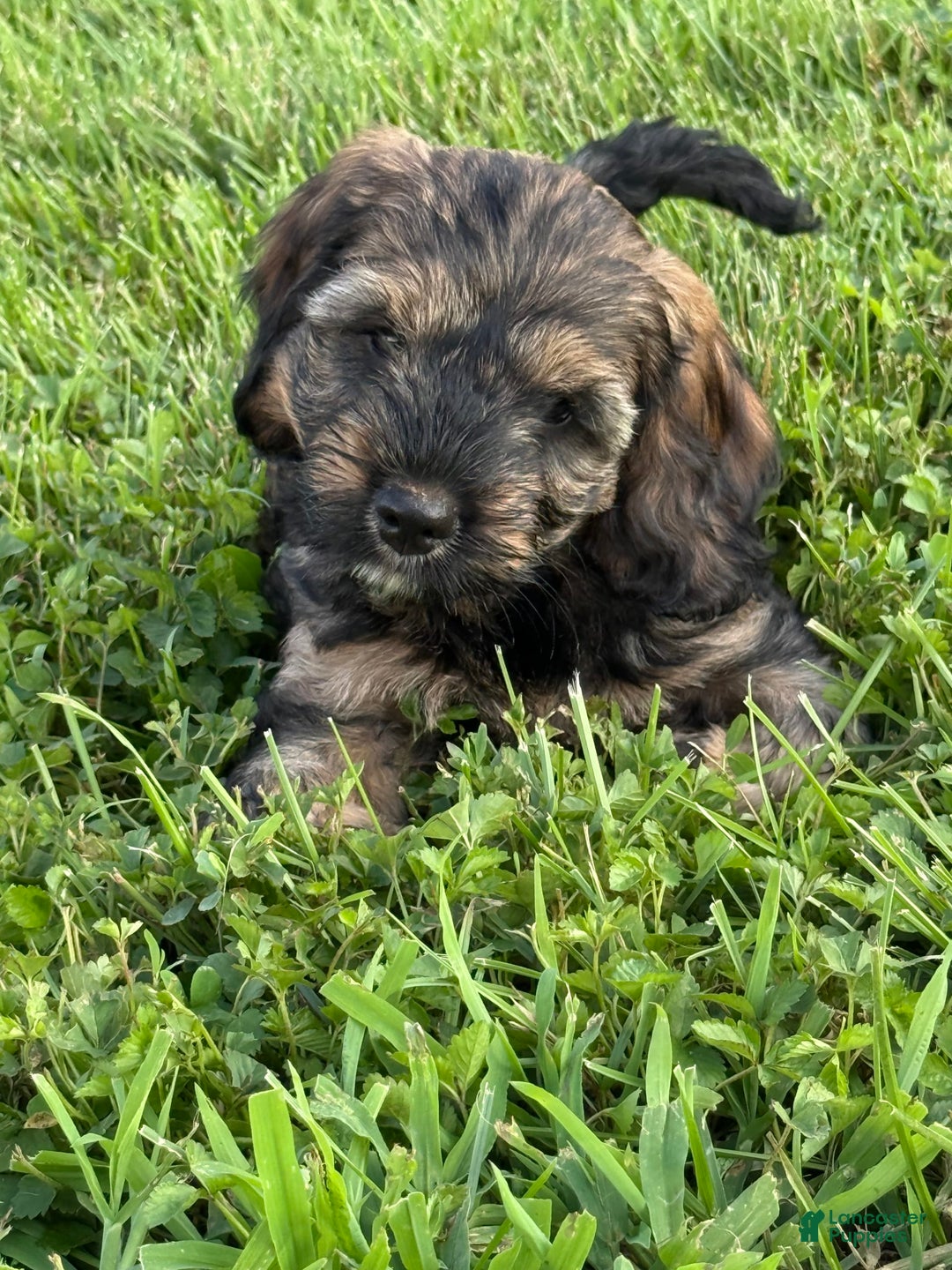 Cockapoo dogs for sale: Bandit - Image 8