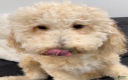 Standard Poodle dogs for sale: Nacho - Image 5