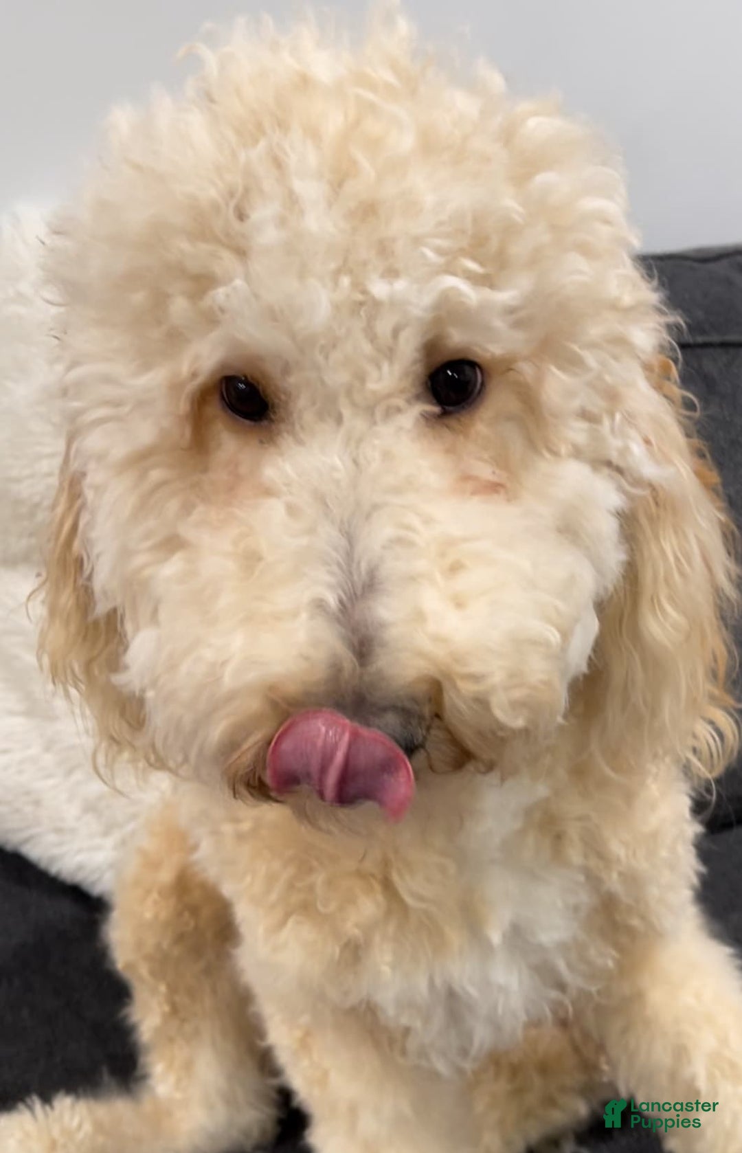 Standard Poodle dogs for sale: Nacho - Image 5