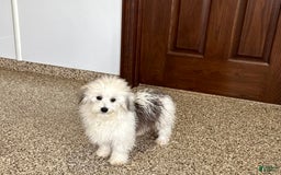 Coton De Tulear dogs for sale: Romeo - Image 5