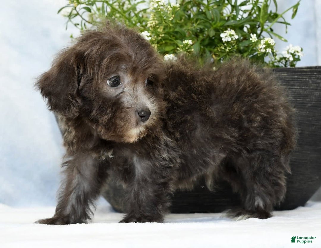 Havapoo dogs for sale: Mayor - Image 4