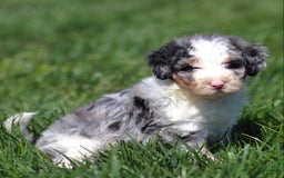 Mini Bernedoodle dogs for sale: Tate - Image 5