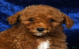 Mini Goldendoodle dogs for sale: Diva - Image 3