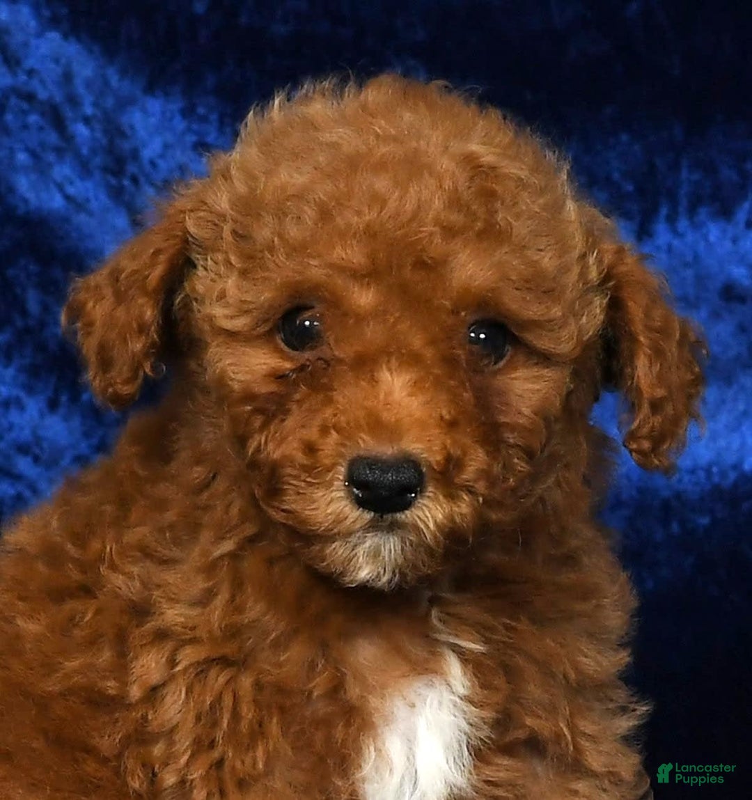 Mini Goldendoodle dogs for sale: Diva - Image 3