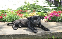 Australian Cattle Dog dogs for sale: Ebony - Image 3