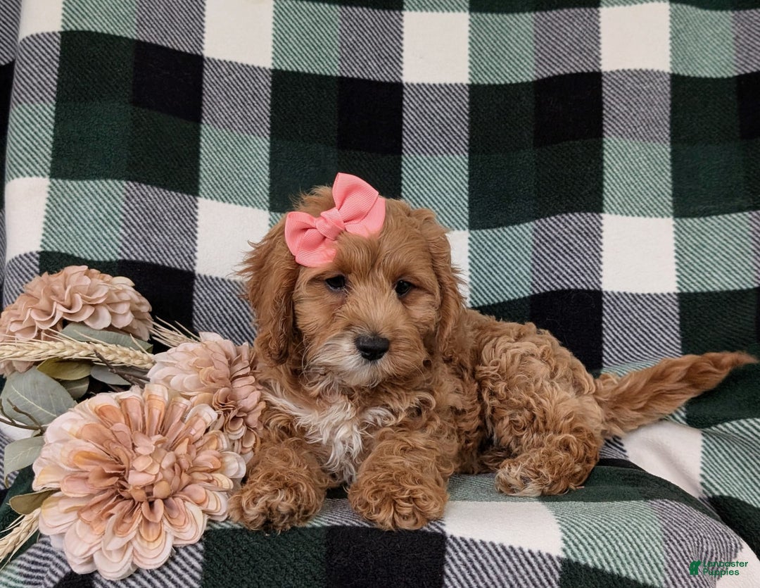 Cockapoo dogs for sale: Elsie - Image 10