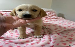 Goldador dogs for sale: Daisy - Image 1