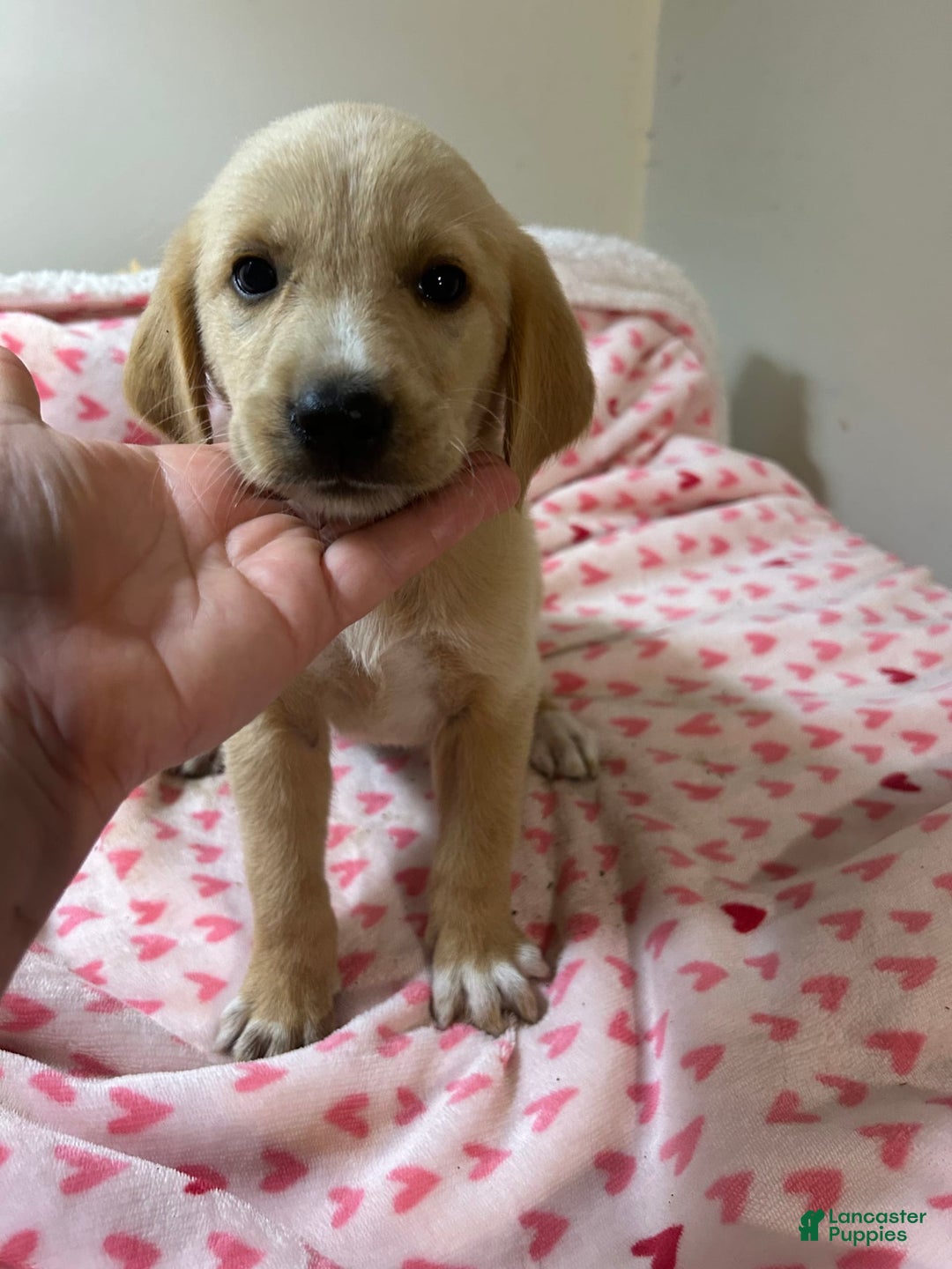 Goldador dogs for sale: Daisy - Image 1