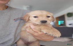 Golden Retriever dogs for sale: Miss Mint - Image 3