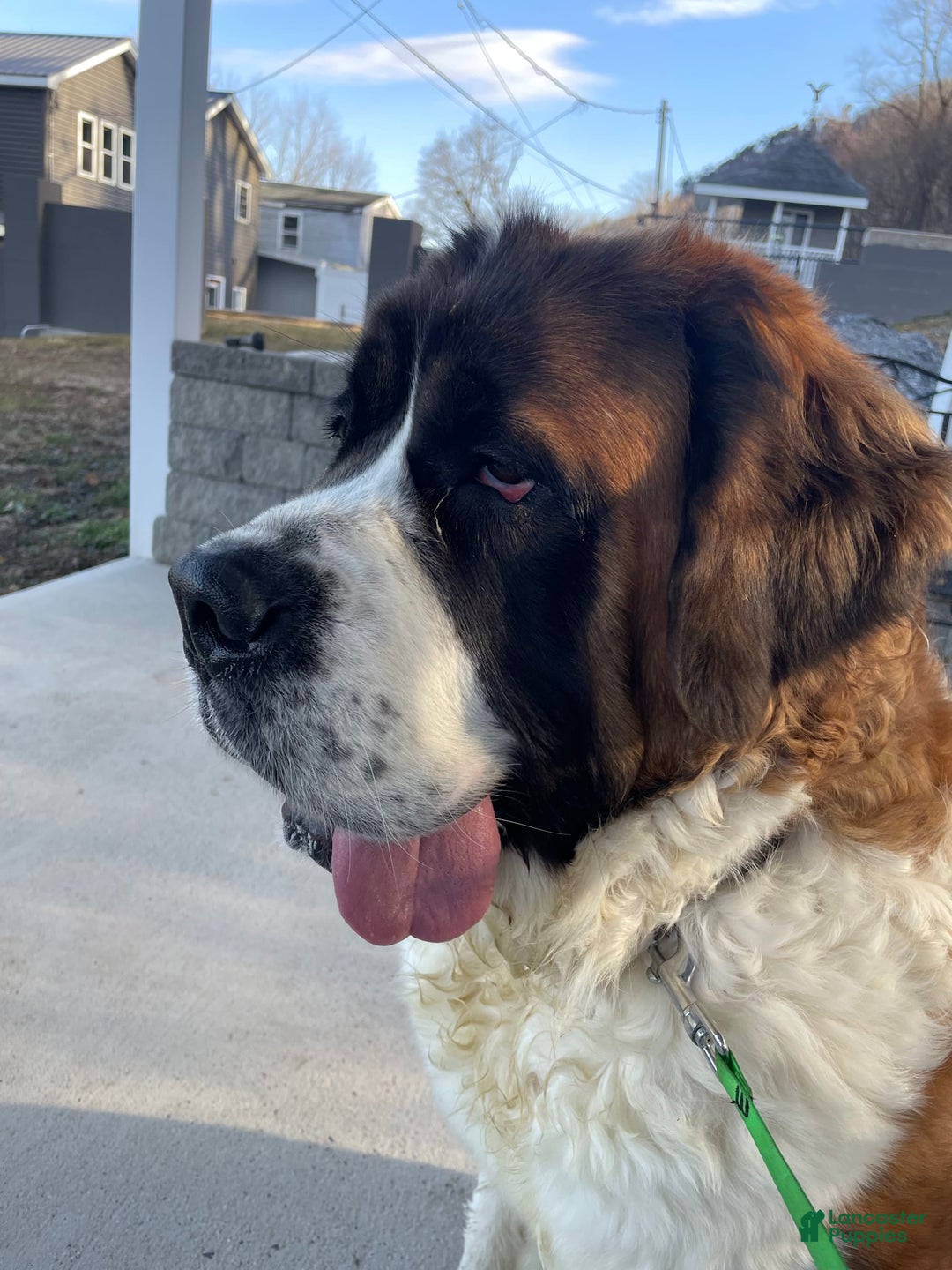 Saint Bernard dogs for sale: Maverick - Image 7