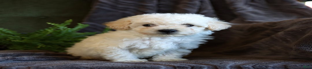 Casper