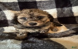 Teddy Bear dogs for sale: Sandy - Image 3