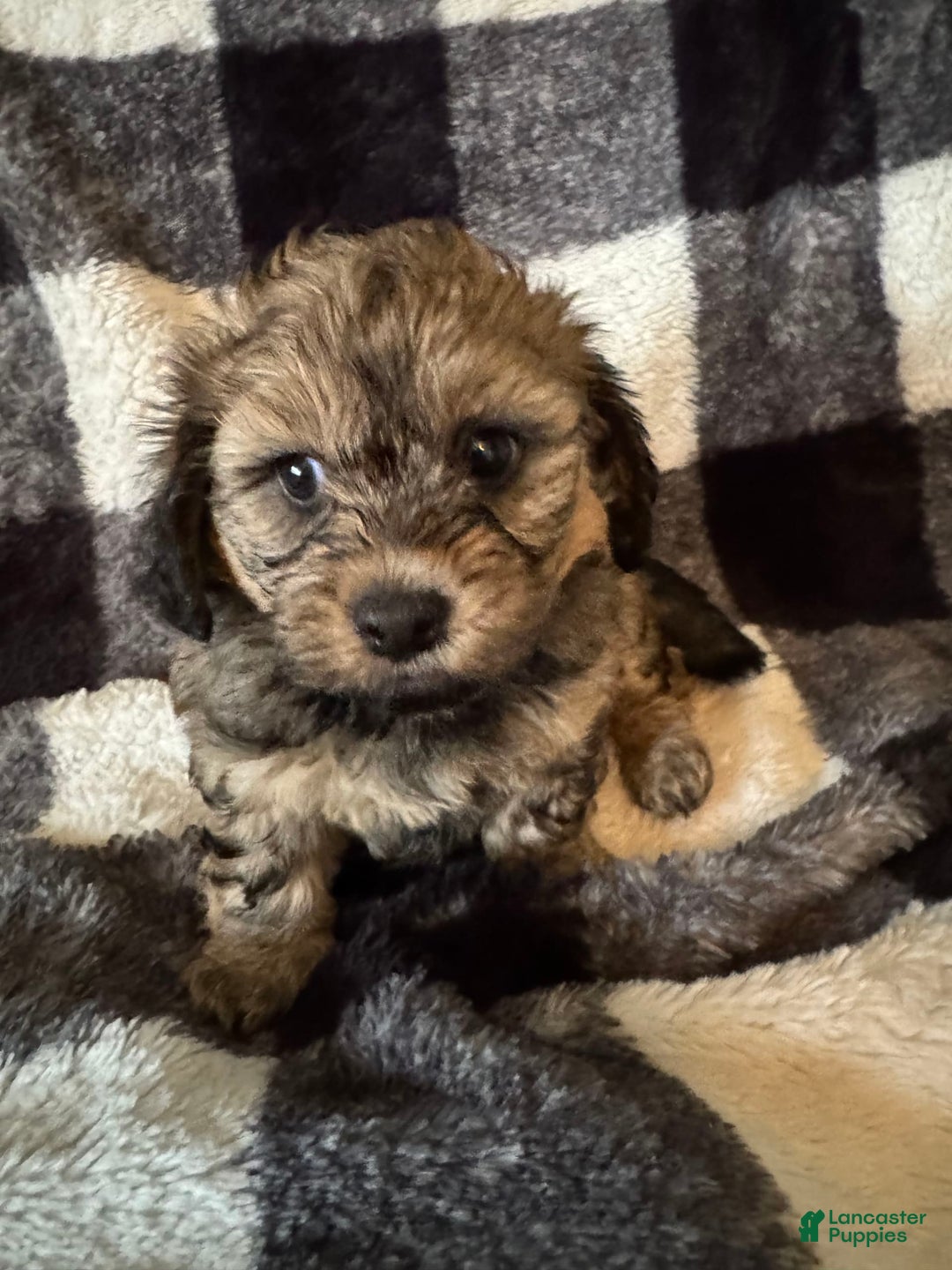 Teddy Bear dogs for sale: Sandy - Image 3