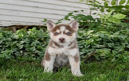 Pomsky dogs for sale: Khloe - Image 5