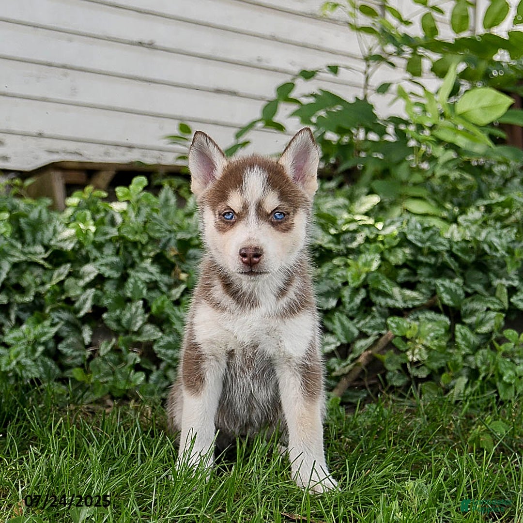 Pomsky dogs for sale: Khloe - Image 5