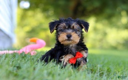 Morkie dogs for sale: Charlie - Image 3