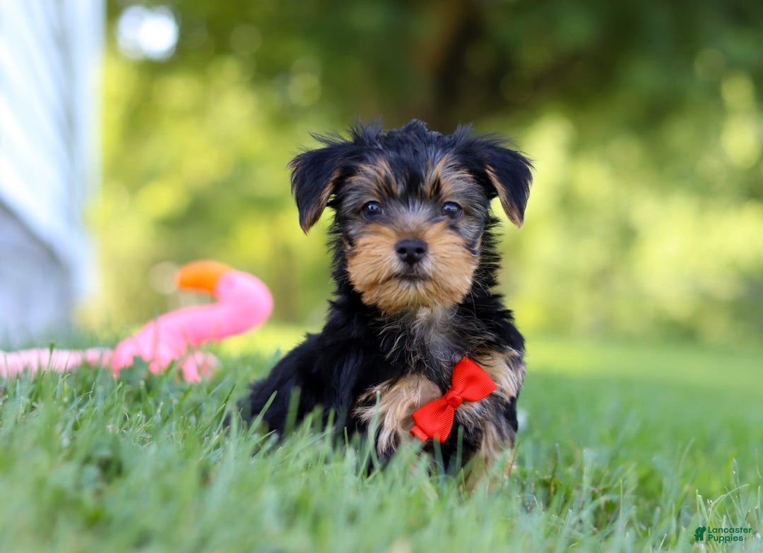 Morkie dogs for sale: Charlie - Image 3