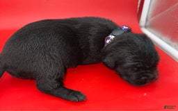 Cane Corso dogs for sale: ICCF Zara - Image 2