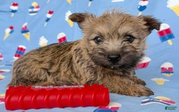 Cairn Terrier dogs for sale: Elvis - Image 5