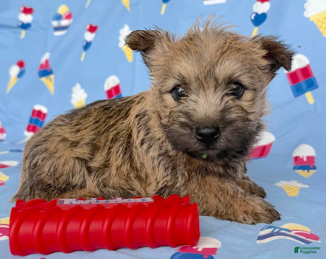 Cairn Terrier dogs for sale: Elvis - Image 5