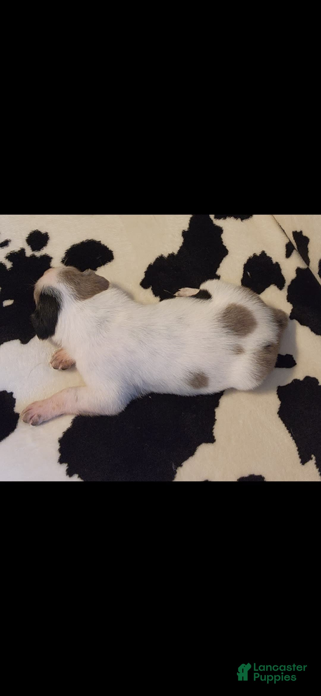 Catahoula Leopard Dog dogs for sale: Virginia - Image 2