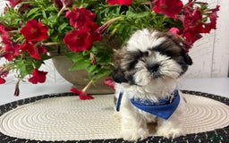 Shih Tzu dogs for sale: Freddy - Image 4