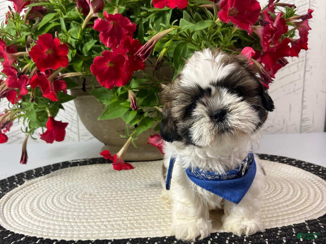 Shih Tzu dogs for sale: Freddy - Image 4