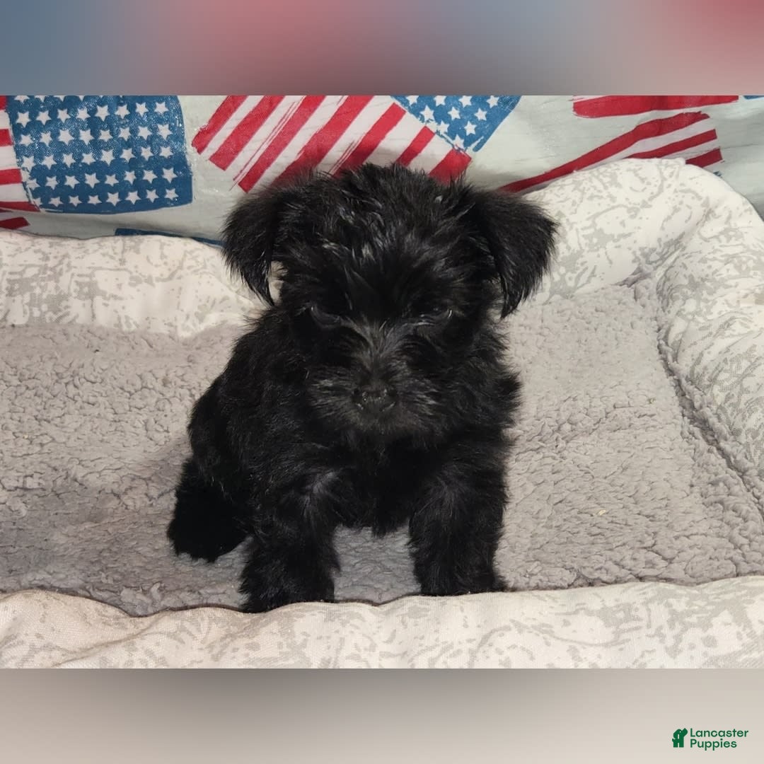 Morkie dogs for sale: Reid - Image 2