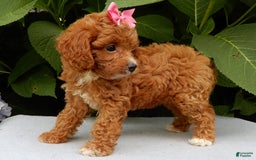 Cavapoo dogs for sale: Missy - Image 3