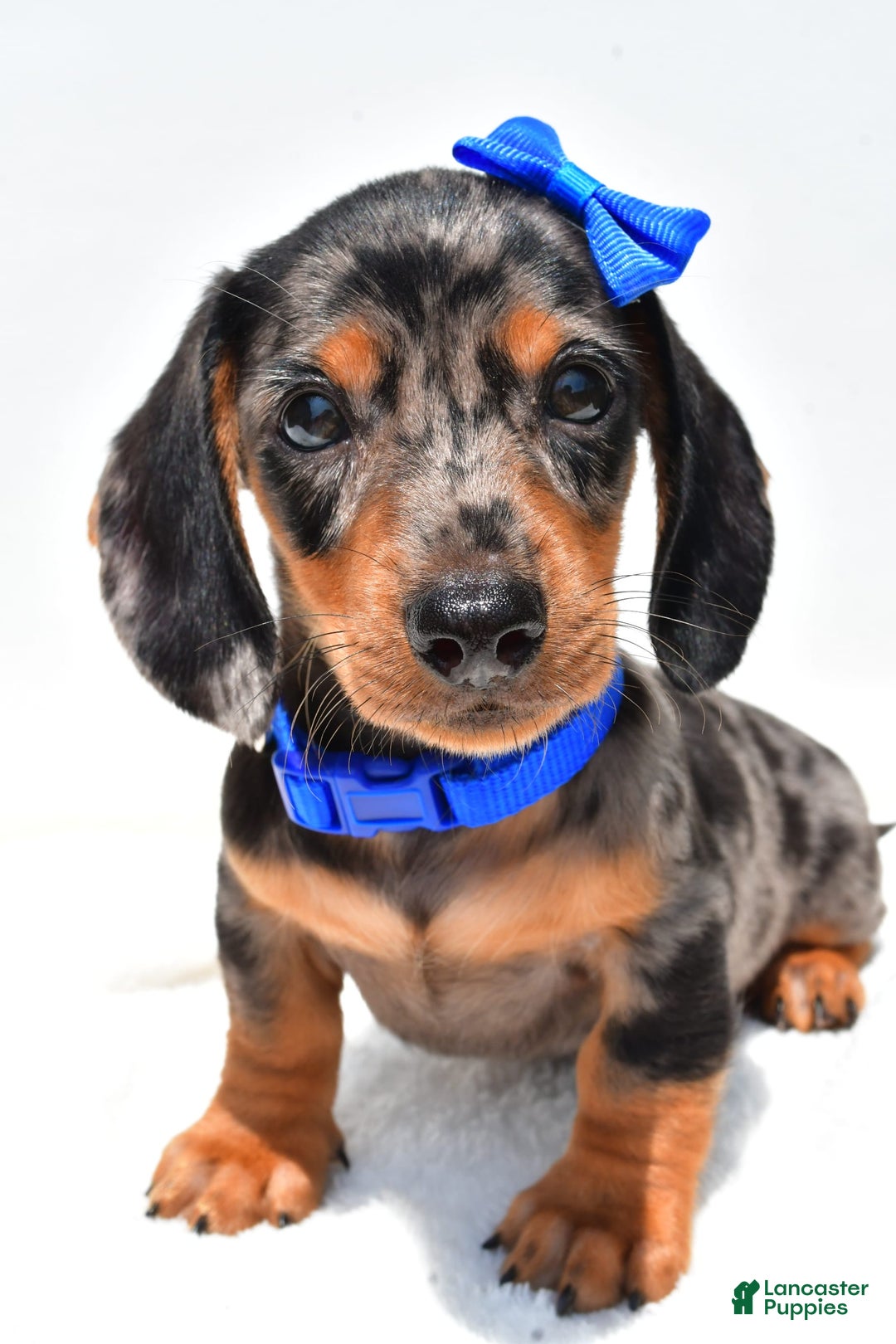 Miniature Dachshund dogs for sale: Joey - Image 1