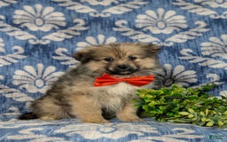 Pomeranian dogs for sale: Ellison - Image 10