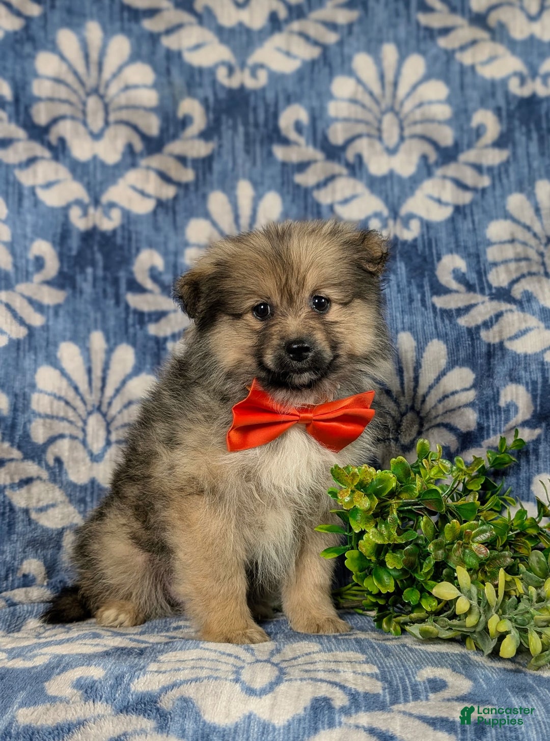 Pomeranian dogs for sale: Ellison - Image 10