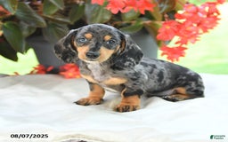 Miniature Dachshund dogs for sale: Nicholas - Image 1