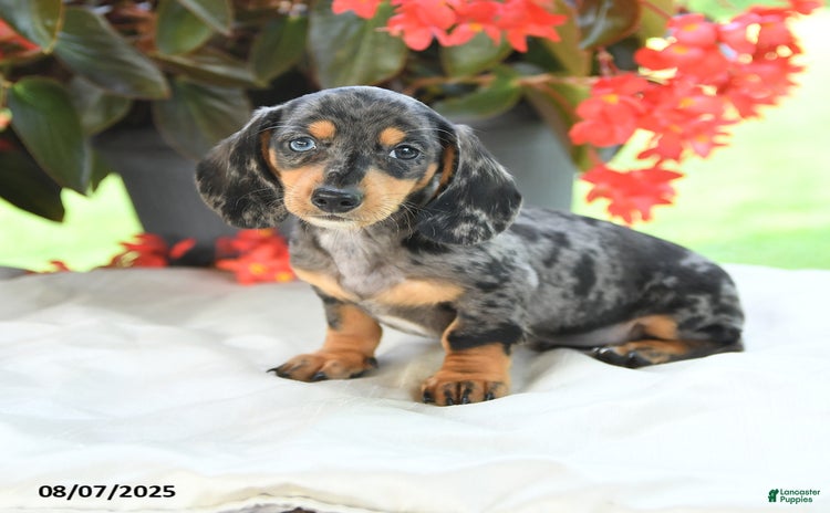 Miniature Dachshund dogs for sale - Ad 1