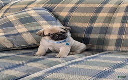 Pug dogs for sale: Bluebell - Image 6