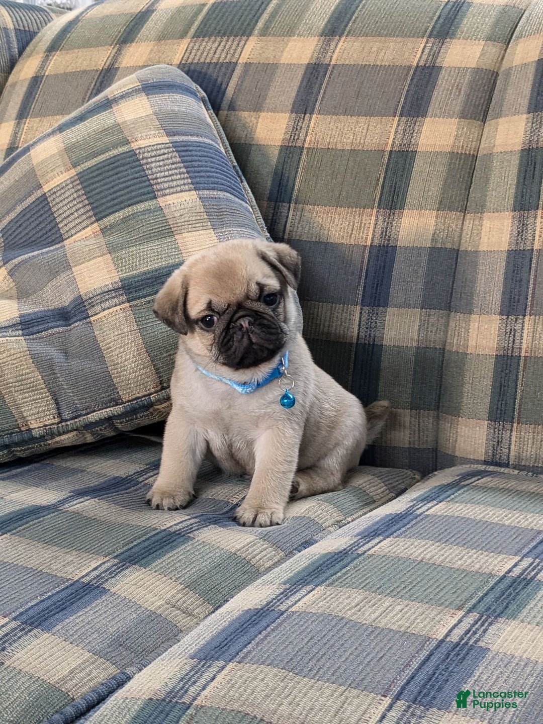 Pug dogs for sale: Bluebell - Image 6
