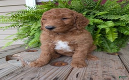 Goldendoodle dogs for sale: Teddy - Image 20