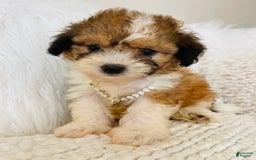 Mini Bernedoodle dogs for sale: Snickerdoodle - Image 3