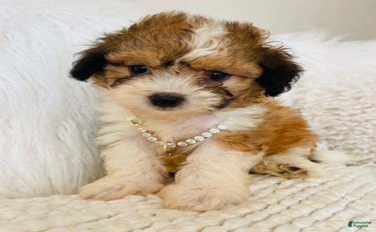 Mini Bernedoodle dogs for sale - Ad 3